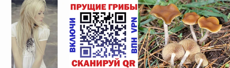 Купить закладки  Луза  Галлюциногенные грибы мицелий 